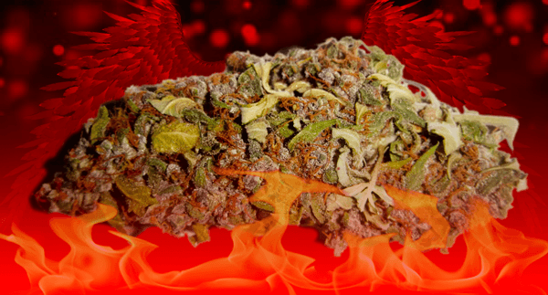 Devil – 10 Grams